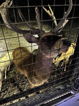 那須サファリパークに投稿された画像（2023/8/4）