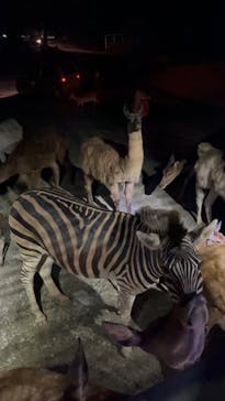 那須サファリパークに投稿された画像（2023/8/4）