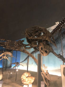 福井県立恐竜博物館に投稿された画像（2023/8/4）