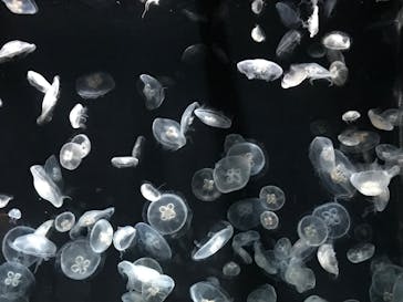 伊豆・三津シーパラダイスに投稿された画像（2023/8/4）