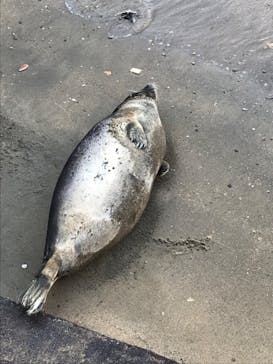 伊豆・三津シーパラダイスに投稿された画像（2023/8/4）