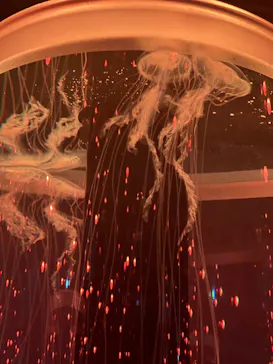 マクセル アクアパーク品川に投稿された画像（2023/8/4）