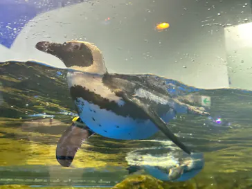 マクセル アクアパーク品川に投稿された画像（2023/8/4）