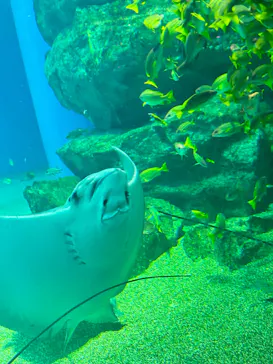 マクセル アクアパーク品川に投稿された画像（2023/8/4）