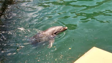 伊豆・三津シーパラダイスに投稿された画像（2023/8/4）