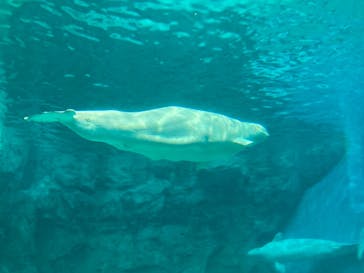 名古屋港水族館に投稿された画像（2023/8/4）