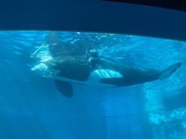 名古屋港水族館に投稿された画像（2023/8/4）