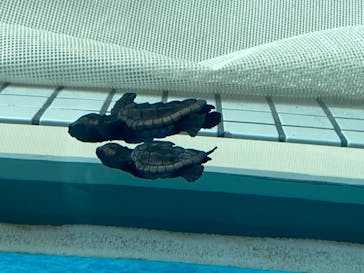 名古屋港水族館に投稿された画像（2023/8/4）