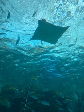 名古屋港水族館に投稿された画像（2023/8/4）