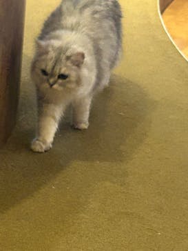 猫カフェモカ　池袋東口店に投稿された画像（2023/8/4）