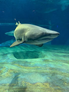 アクアワールド茨城県大洗水族館に投稿された画像（2023/8/4）