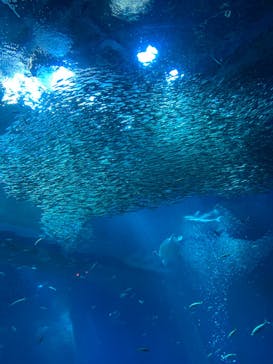 アクアワールド茨城県大洗水族館に投稿された画像（2023/8/4）