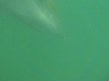 下田海中水族館に投稿された画像（2023/8/5）