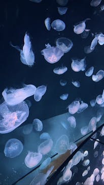 サンシャイン水族館に投稿された画像（2023/8/5）