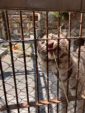東武動物公園に投稿された画像（2023/8/5）