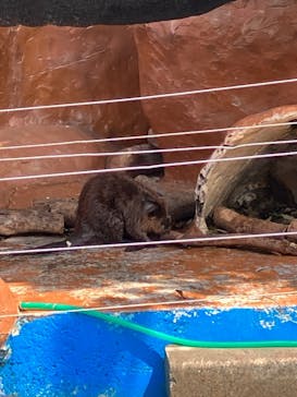 東武動物公園に投稿された画像（2023/8/5）
