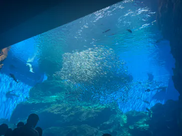 仙台うみの杜水族館に投稿された画像（2023/8/5）