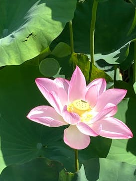 三溪園に投稿された画像（2023/8/5）