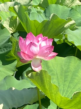 三溪園に投稿された画像（2023/8/5）