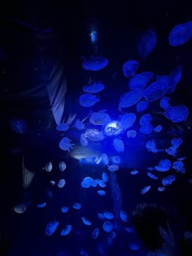 サンシャイン水族館に投稿された画像（2023/8/5）