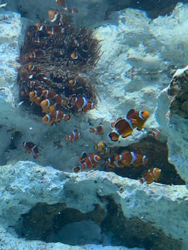 サンシャイン水族館に投稿された画像（2023/8/5）