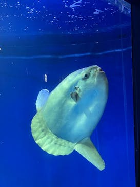 サンシャイン水族館に投稿された画像（2023/8/5）