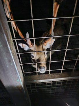 那須サファリパークに投稿された画像（2023/8/5）