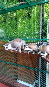 那須ワールドモンキーパークに投稿された画像（2023/8/5）