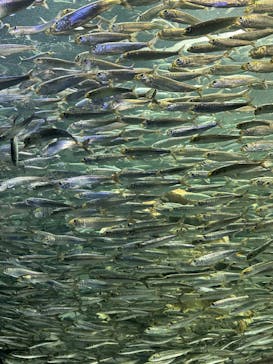 サンシャイン水族館に投稿された画像（2023/8/5）