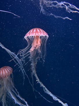 サンシャイン水族館に投稿された画像（2023/8/5）