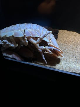 サンシャイン水族館に投稿された画像（2023/8/5）