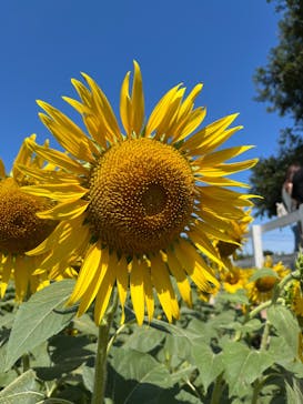 成田ゆめ牧場に投稿された画像（2023/8/5）