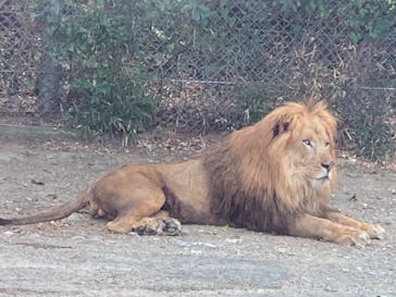 群馬サファリパークに投稿された画像（2023/8/5）