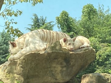 群馬サファリパークに投稿された画像（2023/8/5）