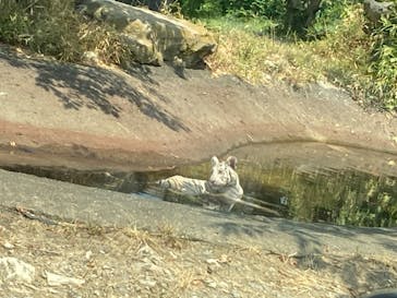 群馬サファリパークに投稿された画像（2023/8/5）