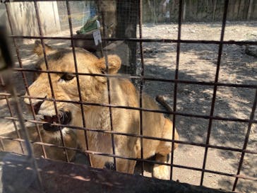 群馬サファリパークに投稿された画像（2023/8/5）