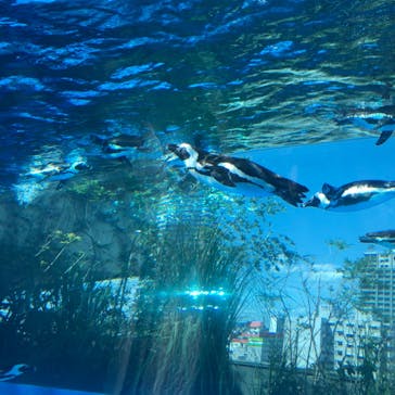 サンシャイン水族館に投稿された画像（2023/8/5）