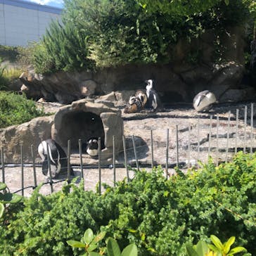 サンシャイン水族館に投稿された画像（2023/8/5）