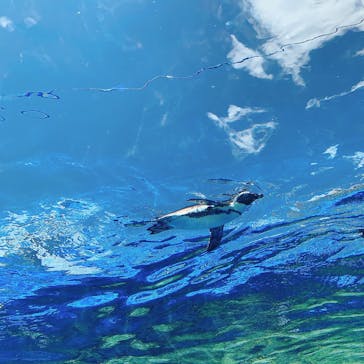 サンシャイン水族館に投稿された画像（2023/8/5）