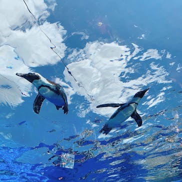 サンシャイン水族館に投稿された画像（2023/8/5）