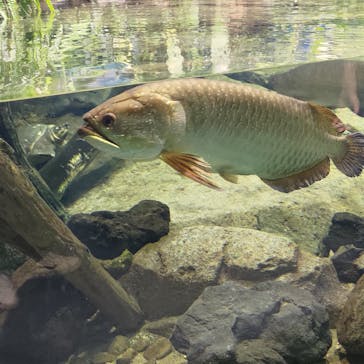 名古屋港水族館に投稿された画像（2023/8/5）