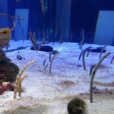 名古屋港水族館に投稿された画像（2023/8/5）