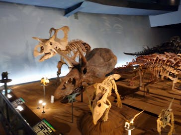 福井県立恐竜博物館に投稿された画像（2023/8/5）