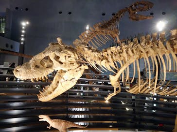 福井県立恐竜博物館に投稿された画像（2023/8/5）