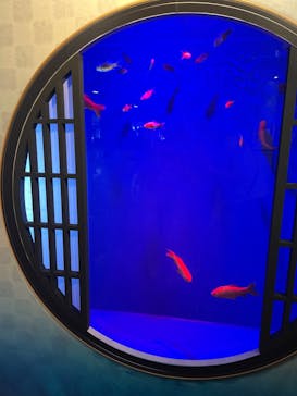 世界淡水魚園水族館　アクア・トトぎふに投稿された画像（2023/8/5）