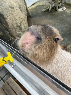 世界淡水魚園水族館　アクア・トトぎふに投稿された画像（2023/8/5）