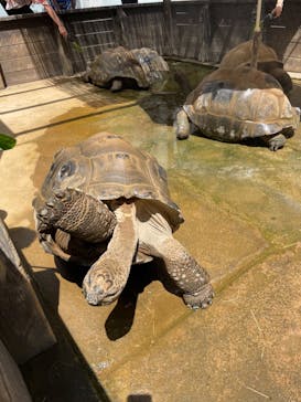 世界淡水魚園水族館　アクア・トトぎふに投稿された画像（2023/8/5）