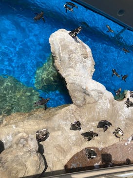 アクアワールド茨城県大洗水族館に投稿された画像（2023/8/5）