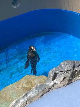 アクアワールド茨城県大洗水族館に投稿された画像（2023/8/5）