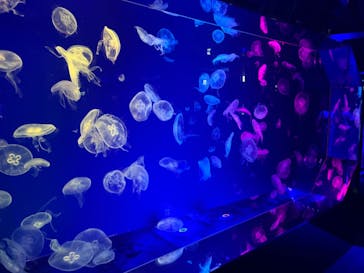 名古屋港水族館に投稿された画像（2023/8/5）